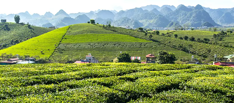 moc-chau-top-misto-vietnam