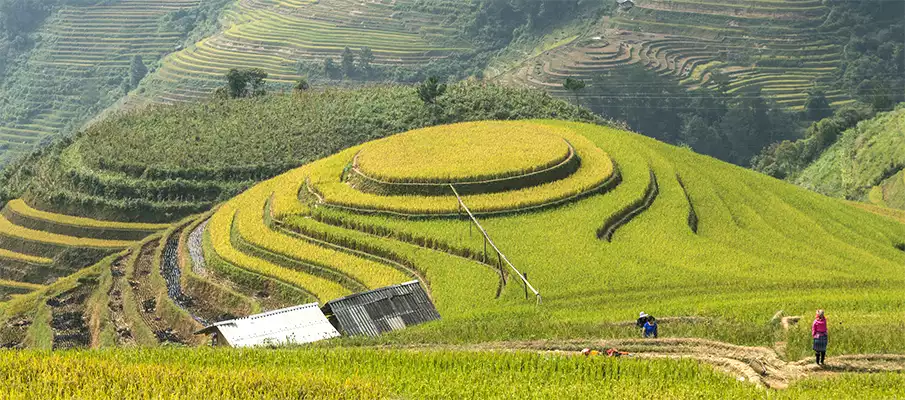 mu-cang-chai-top-misto-vietnam