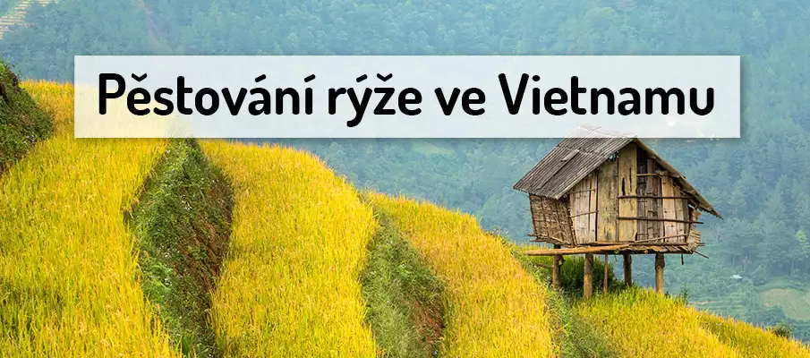 pestovani-sklizen-ryze-vietnam