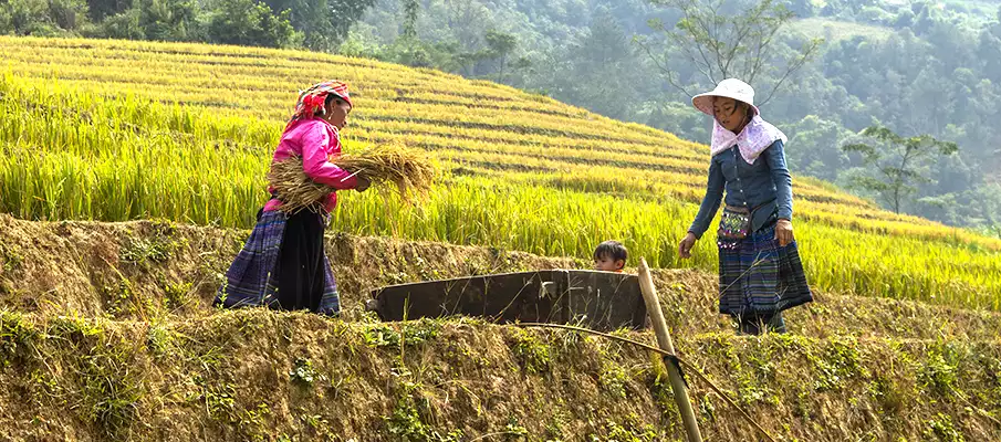 pestovani-sklizen-ryze-vietnam-mu-cang-chai