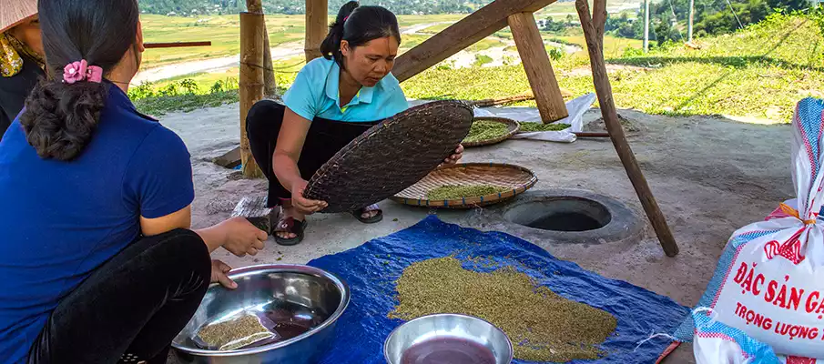 pestovani-suseni-ryze-vietnam