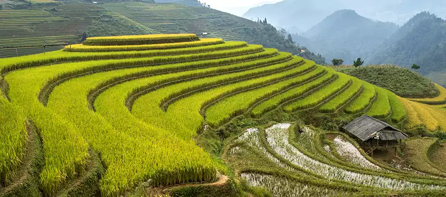 ryzove-terasy-vietnam-mu-cang-chai