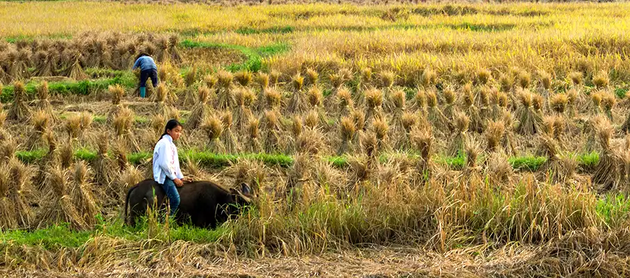 sklizen-pestovani-ryze-vietnam-cao-bang