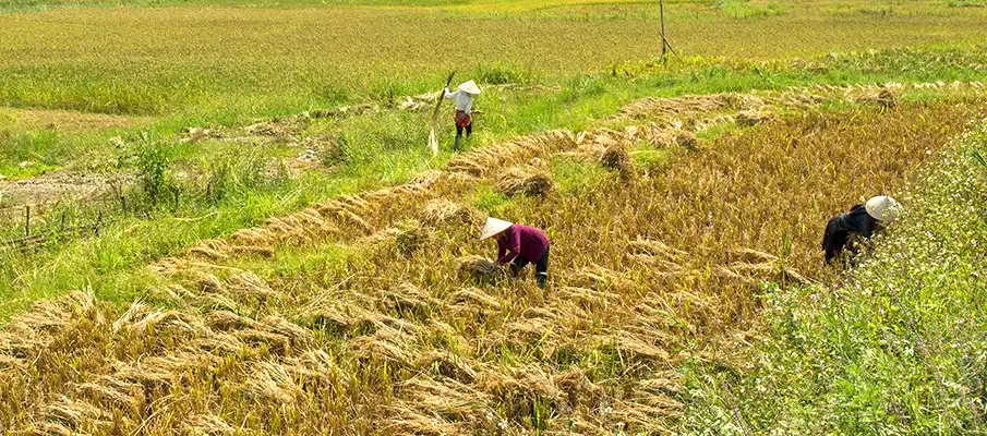 sklizen-pestovani-ryze-vietnam-yen-bai