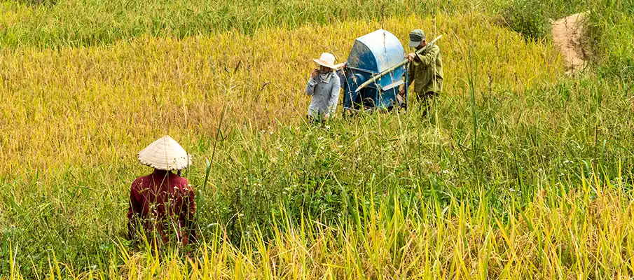 sklizen-ryze-pole-vietnam