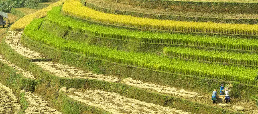 sklizen-ryze-vietnam-yen-bai-mu-cang-chai