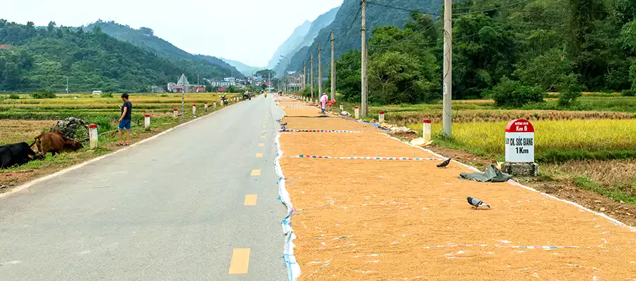 sklizen-suseni-ryze-vietnam