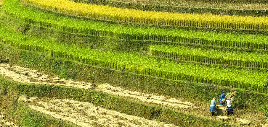 mu-cang-chai-vietnam-bez-cestovky